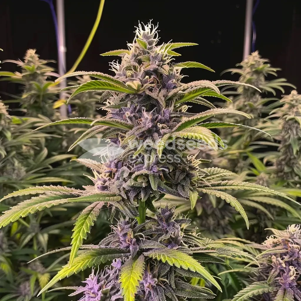 Pink Runtz Auto Seeds Australia