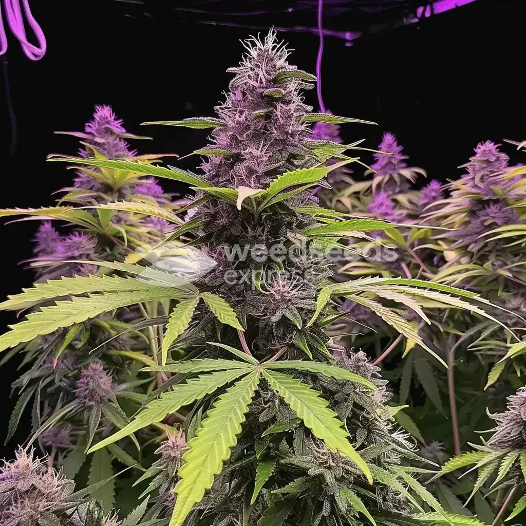 Pink Runtz Auto Seeds Australia