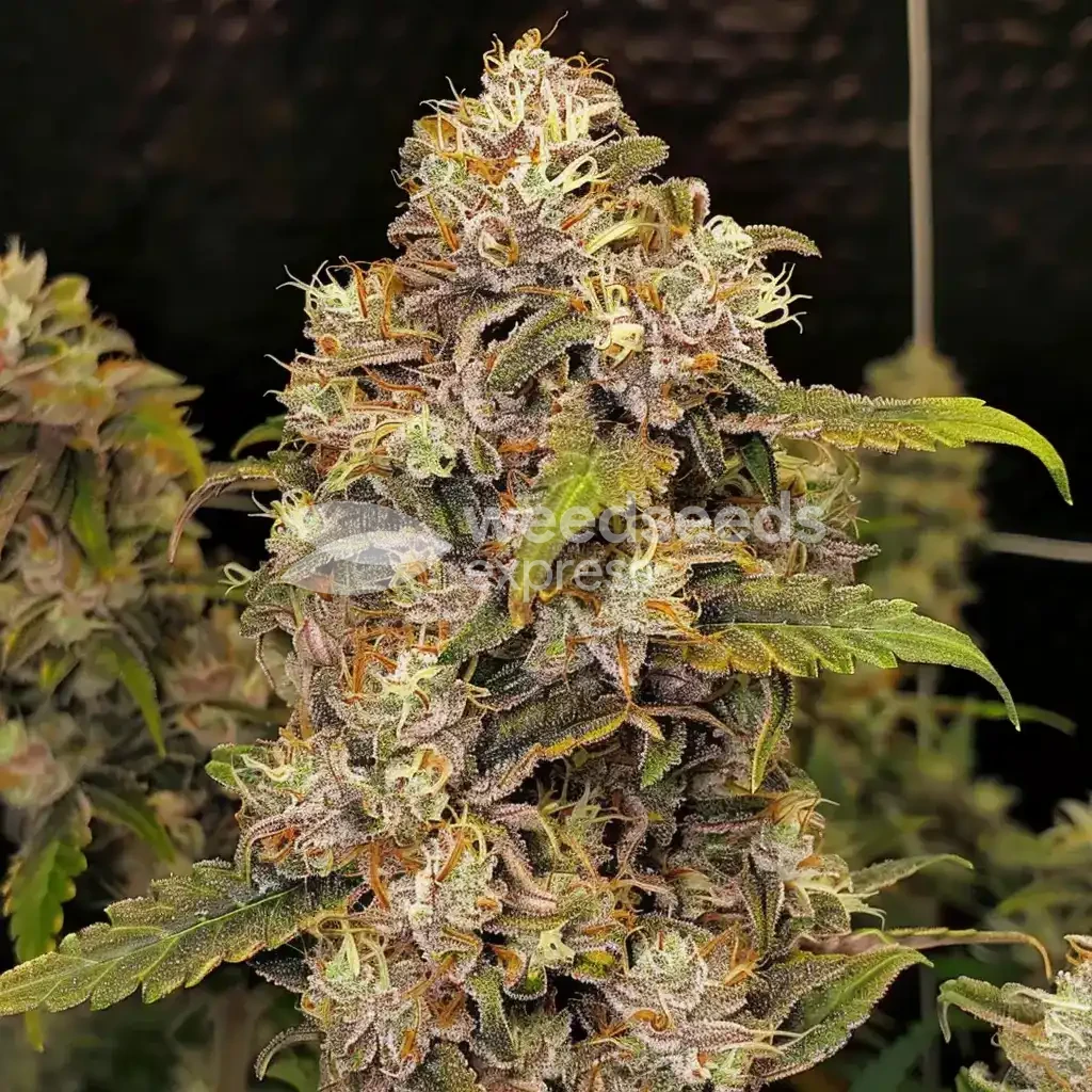 Rainbow Seeds Australia