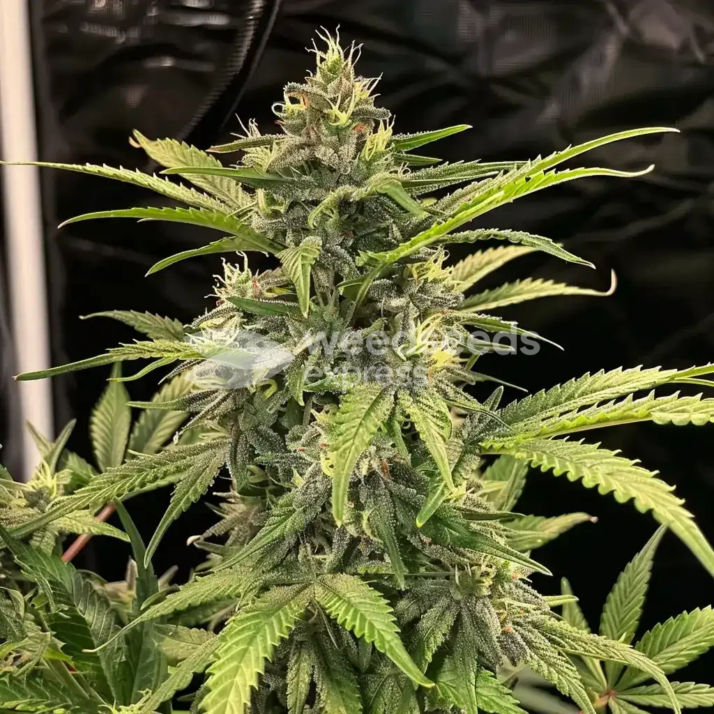 Skywalker OG Auto Seeds Australia