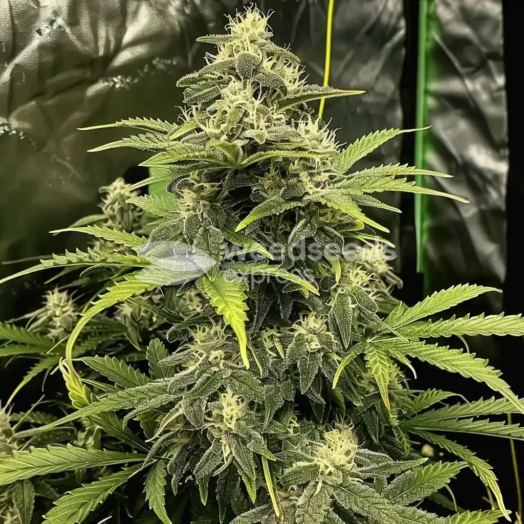 Skywalker OG Auto Seeds Australia