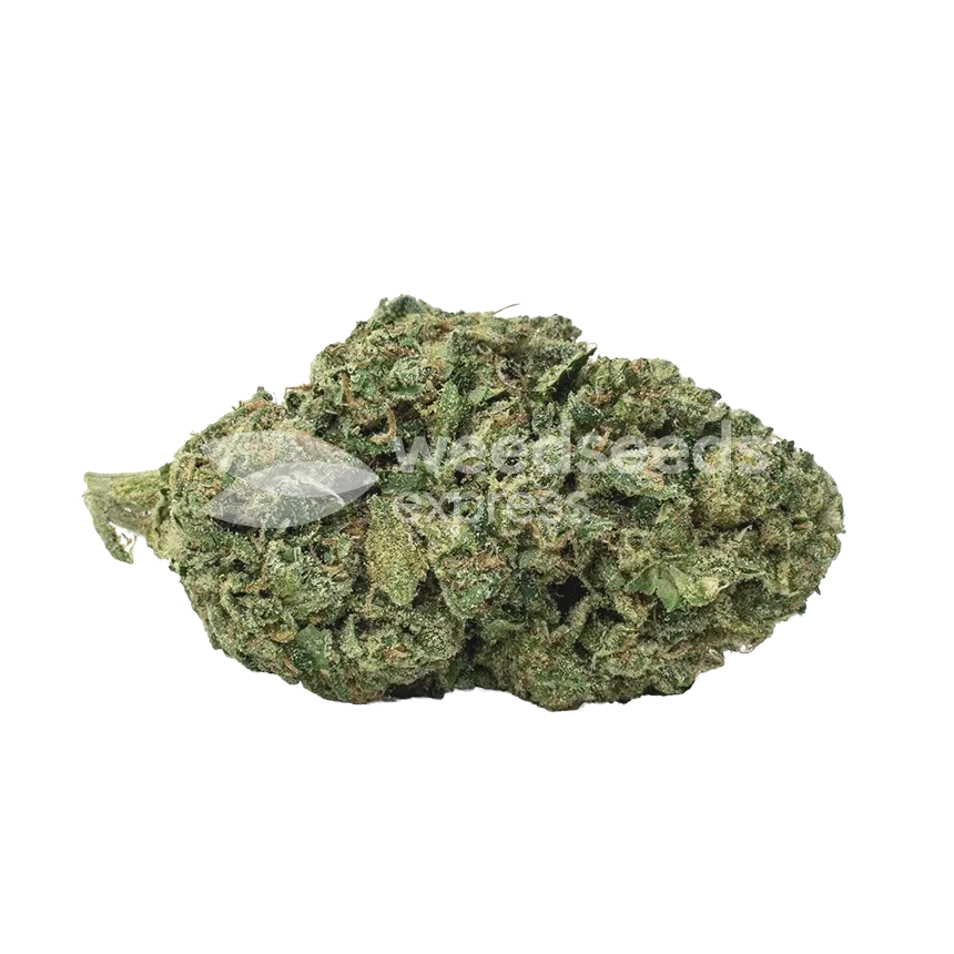 American Patriot Seeds Australia