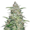 American Patriot Seeds Australia