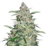 American Patriot Seeds Australia