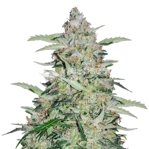 American Patriot Seeds Australia