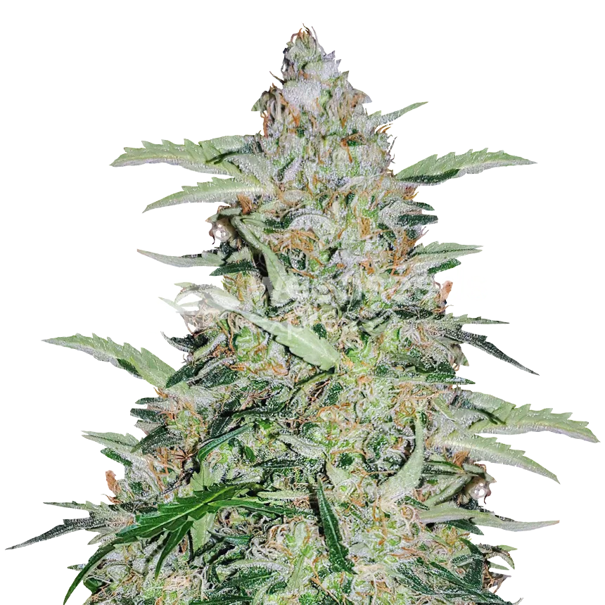 American Patriot Seeds Australia