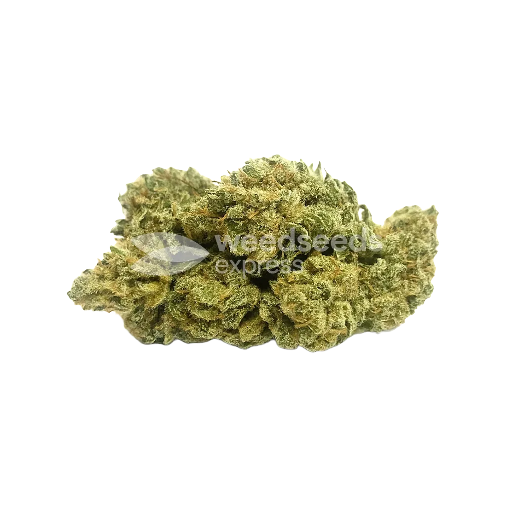 Amnesia Kush Auto Seeds Australia
