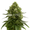 Amnesia Kush Auto Seeds Australia