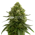 Amnesia Kush Auto Seeds Australia