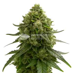 Amnesia Kush Auto Seeds Australia