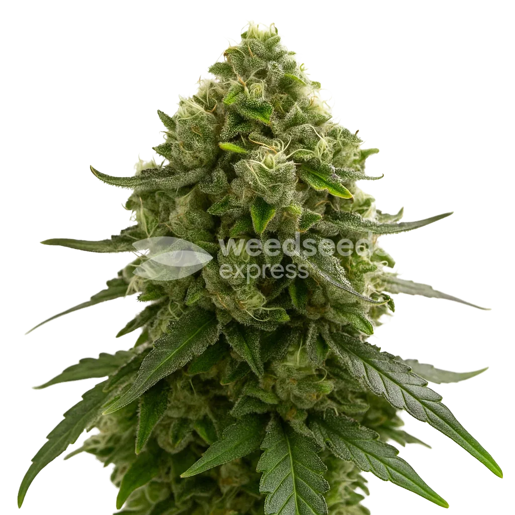 Amnesia Kush Auto Seeds Australia
