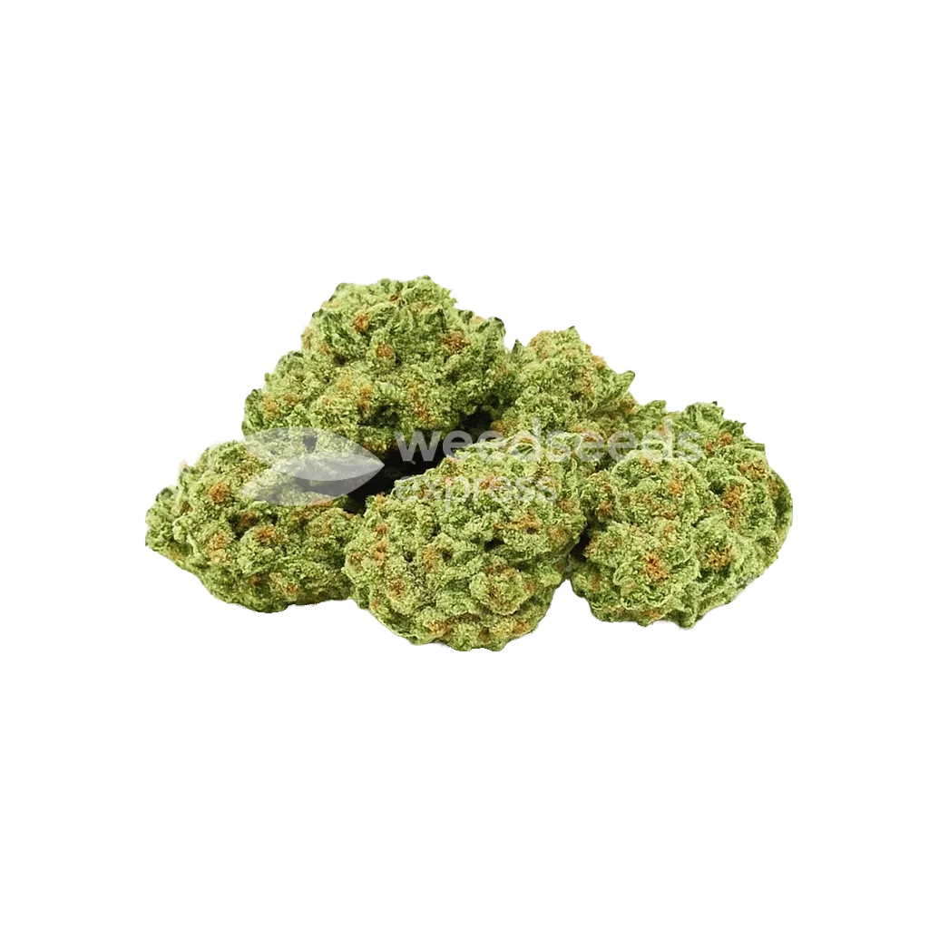 Apple Fritter Auto Seeds Australia