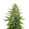 Apple Fritter Auto Seeds Australia