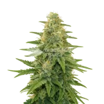 Apple Fritter Auto Seeds Australia