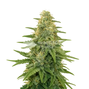 Apple Fritter Auto Seeds Australia