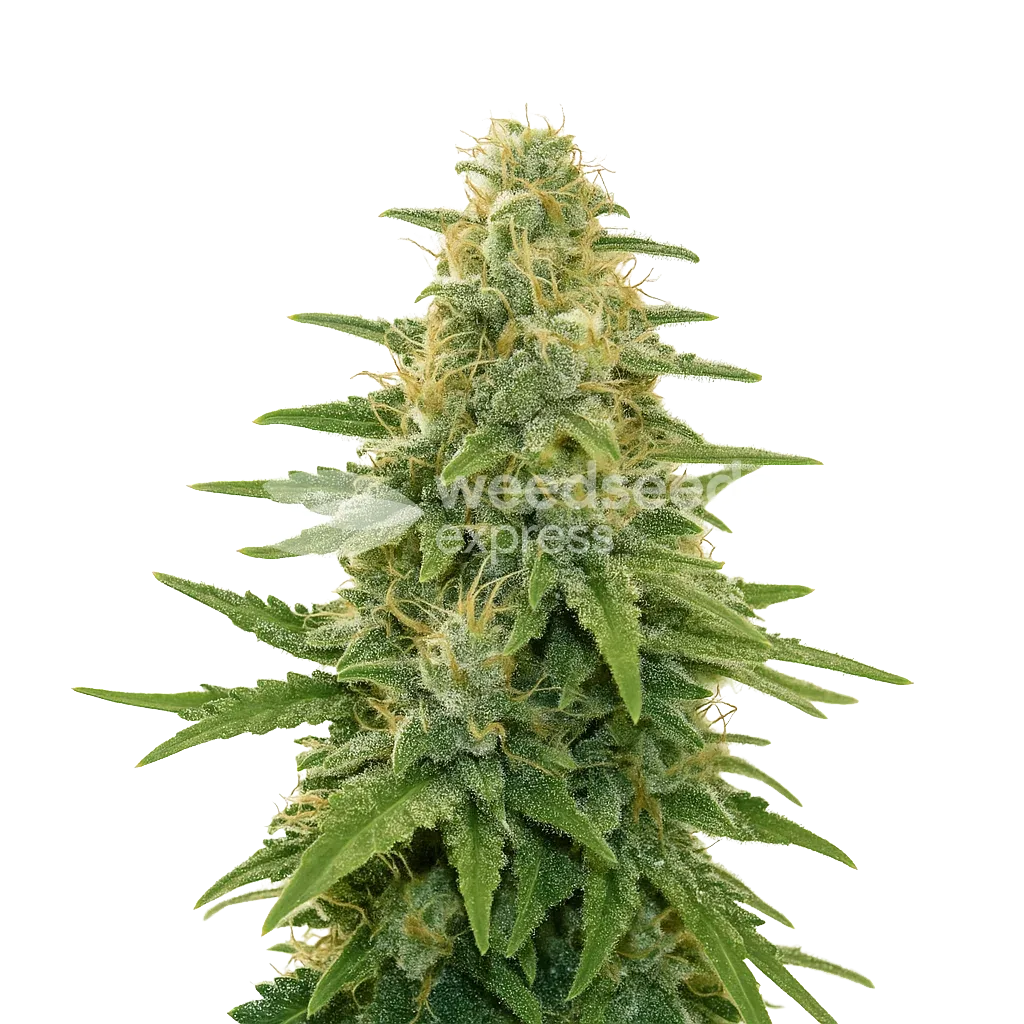 Apple Fritter Auto Seeds Australia