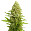 banana kush auto seeds australia