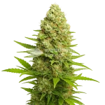 banana kush auto seeds australia