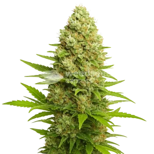 banana kush auto seeds australia