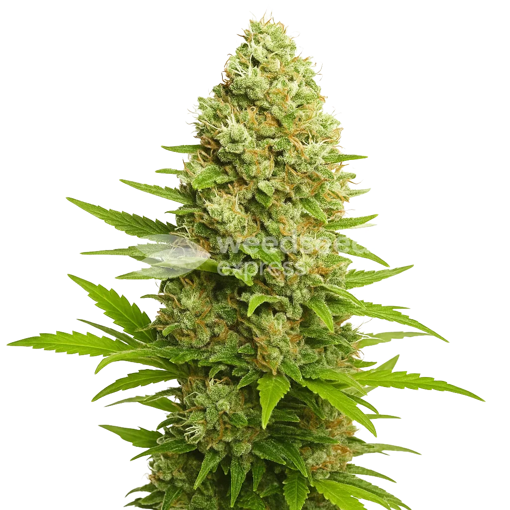 banana kush auto seeds australia