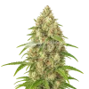 Banana Zkittlez Auto Seeds Australia