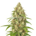 Banana Zkittlez Auto Seeds Australia