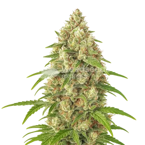 Banana Zkittlez Auto Seeds Australia