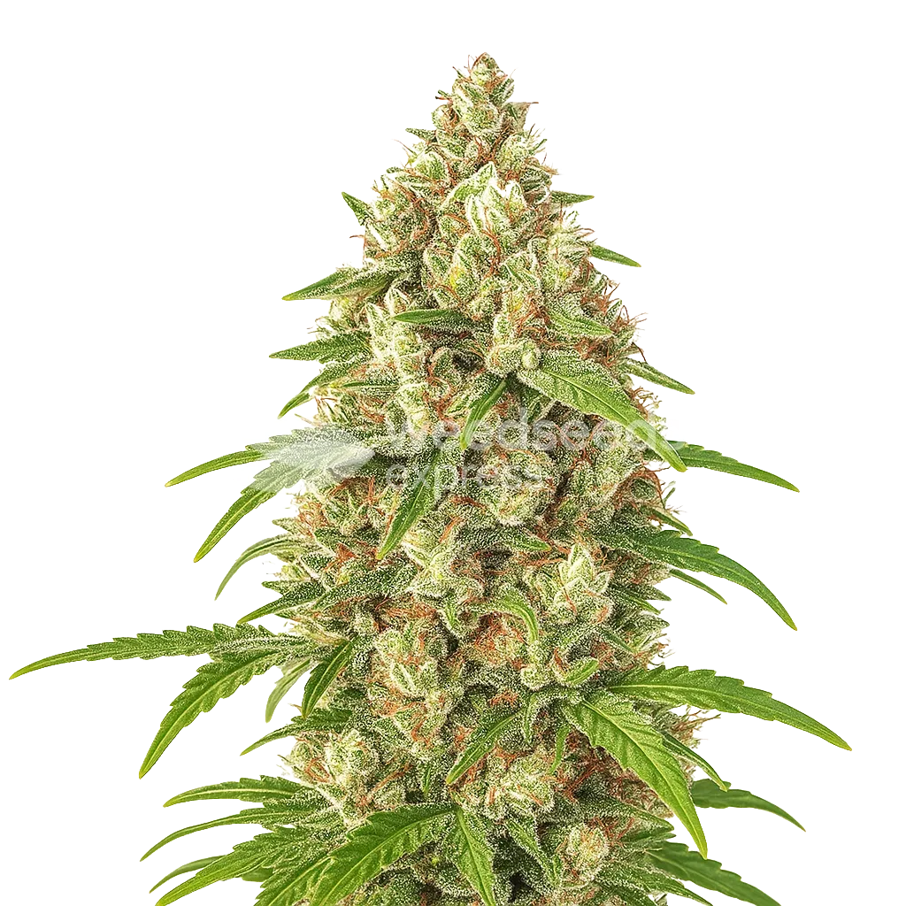 Banana Zkittlez Auto Seeds Australia