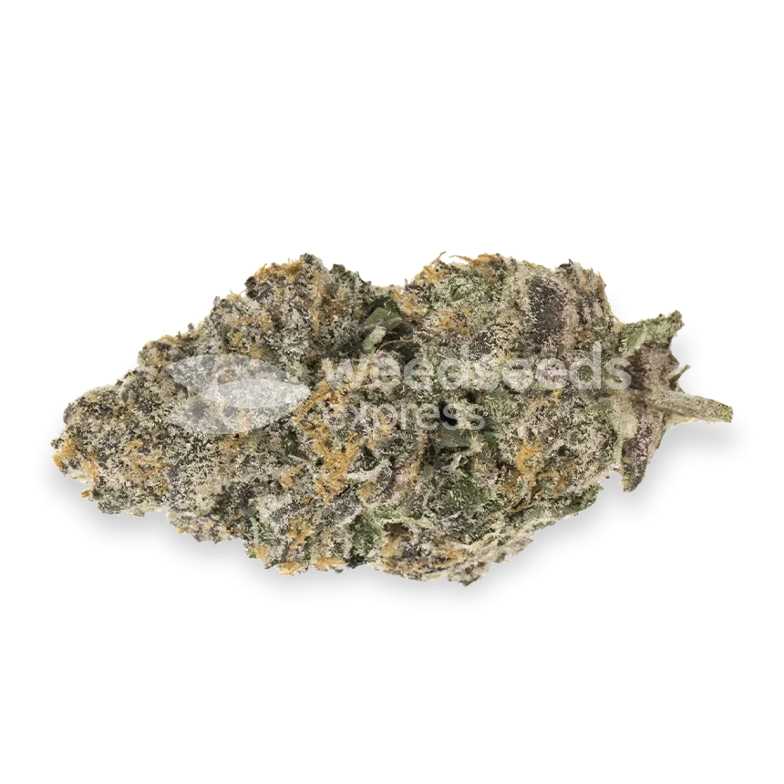 biscotti seeds australia