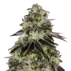 biscotti seeds australia