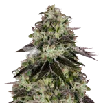 biscotti seeds australia