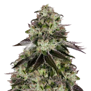 biscotti seeds australia