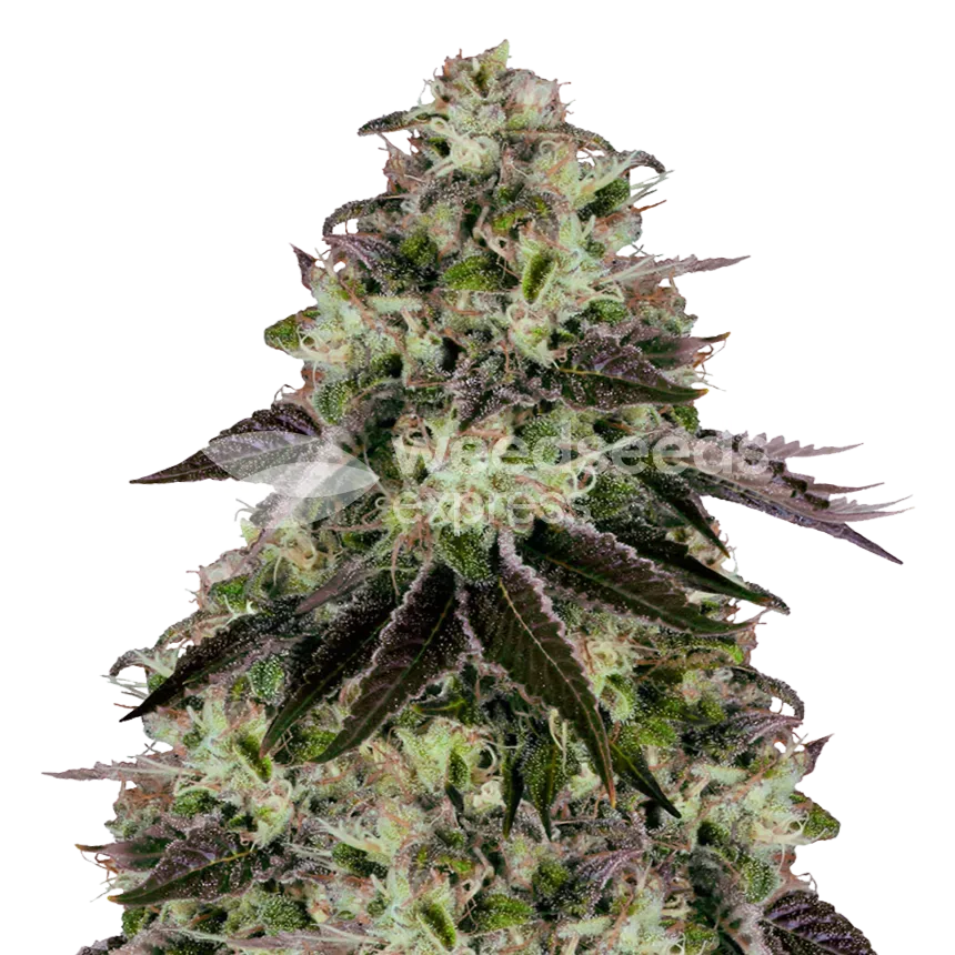 biscotti seeds australia