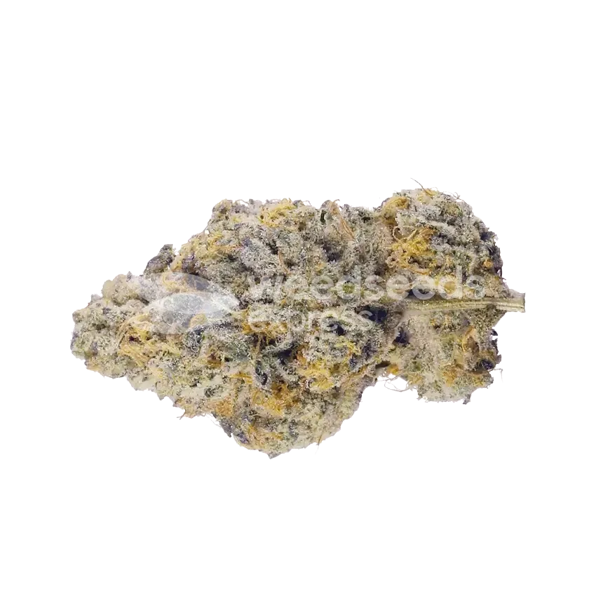 black cherry soda seeds australia