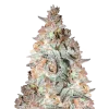 black cherry soda seeds australia