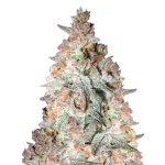 black cherry soda seeds australia