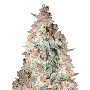 black cherry soda seeds australia