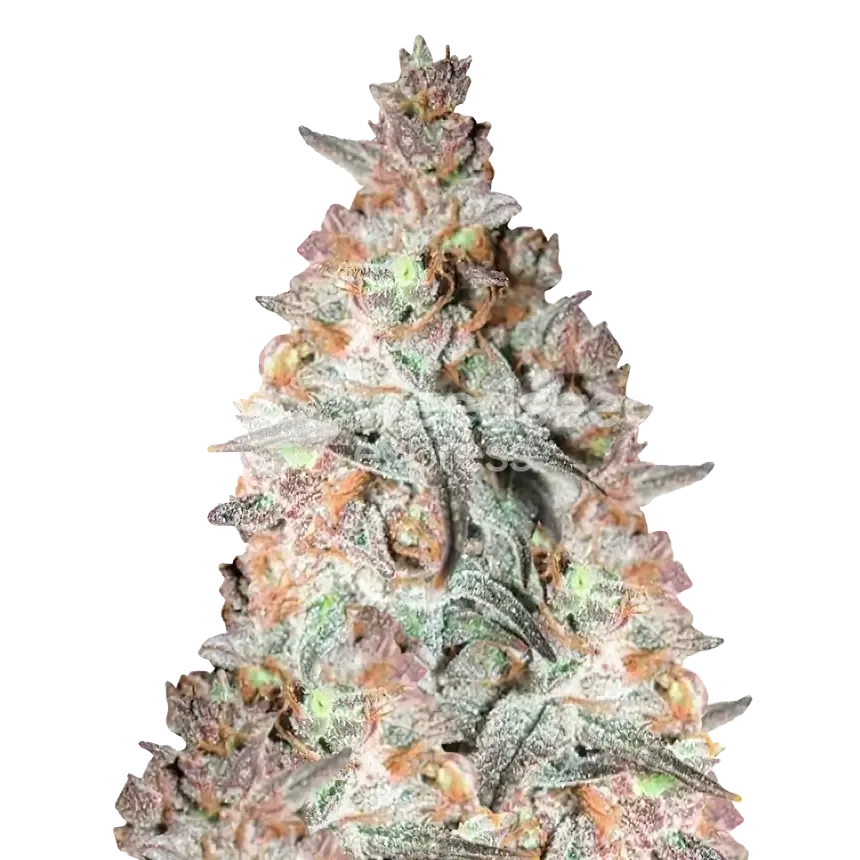 black cherry soda seeds australia