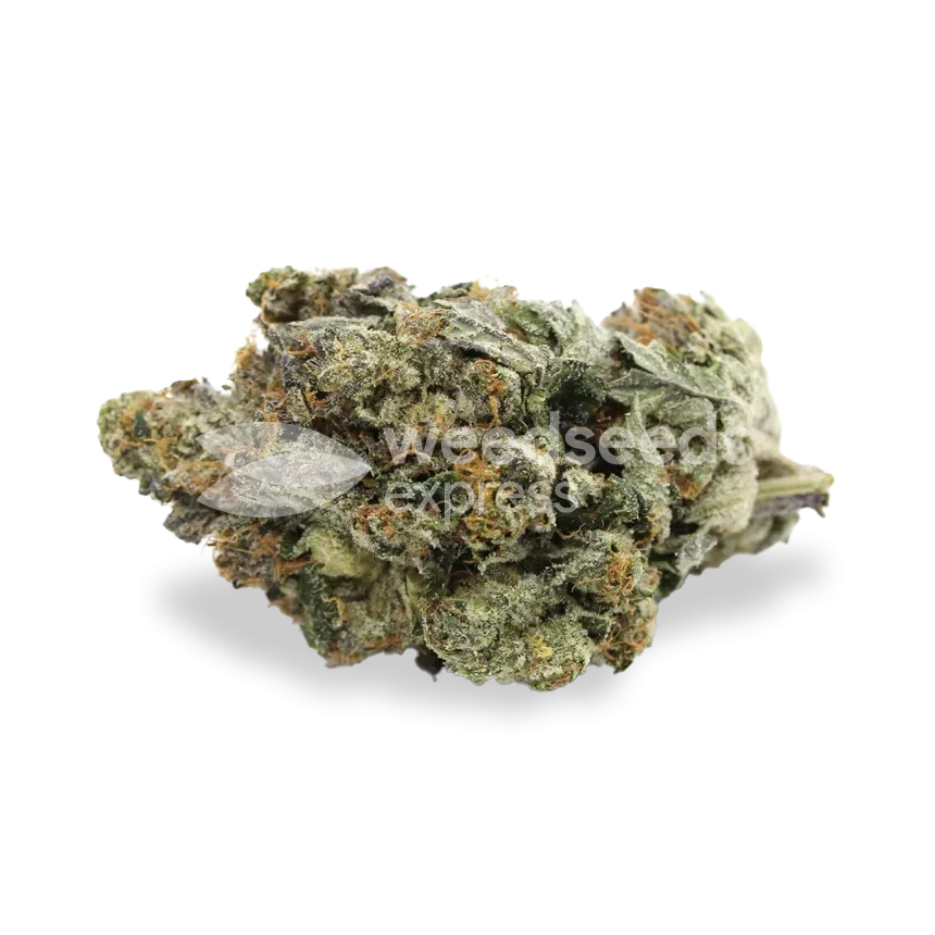 black jack seeds australia
