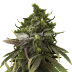 black jack seeds australia