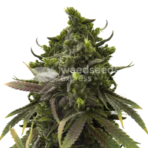 black jack seeds australia