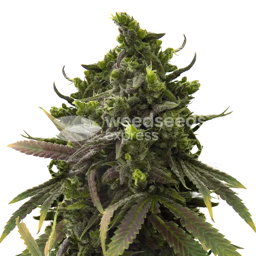 black jack seeds australia