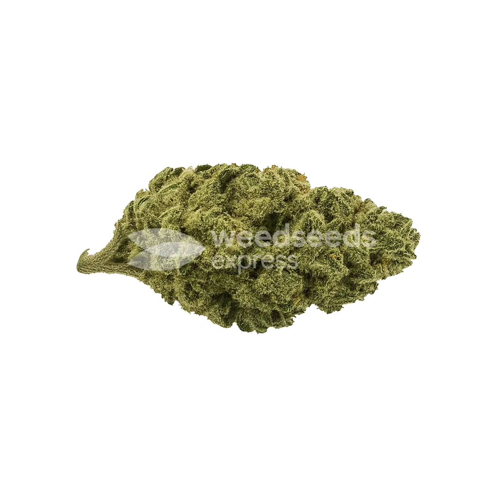 black widow auto seeds australia