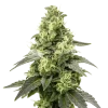 black widow auto seeds australia