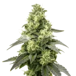 black widow auto seeds australia
