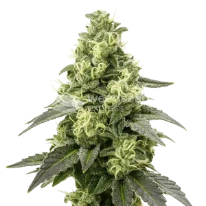 black widow auto seeds australia