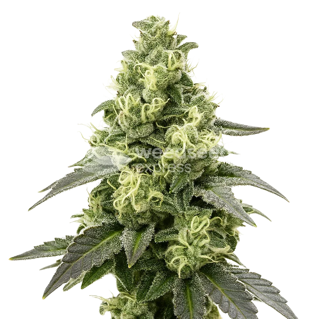 black widow auto seeds australia