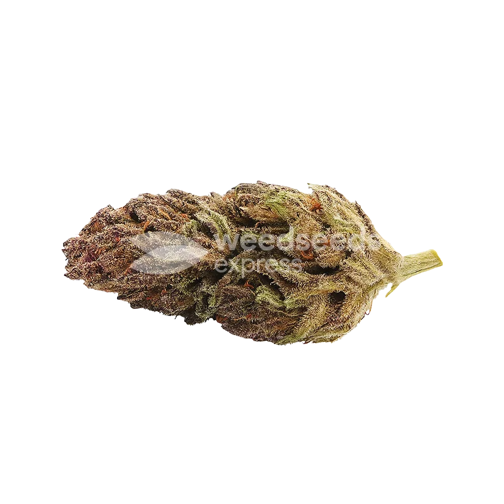 Blackberry Kush Auto feminized autoflower seeds featuring sweet berry flavour characteristics and indica-dominant genetics.