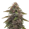 Blackberry Kush Auto Seeds Australia