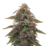 Blackberry Kush Auto Seeds Australia
